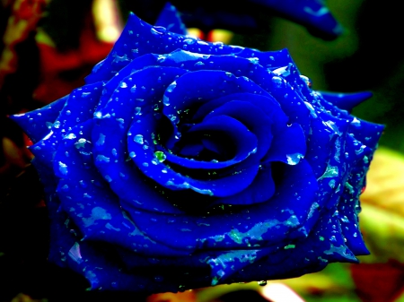 Beautiful - rose, blue, rain, beautiful