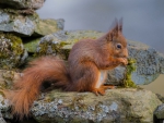 Red Squirrel Eating