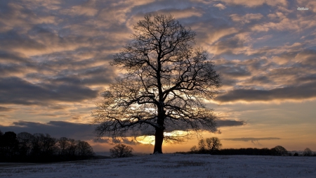 Clouds over Winter Tree - clouds, trees, winter, nature