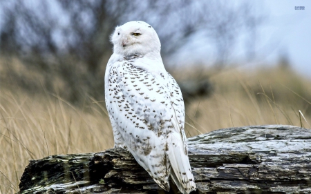 Snowy Owl - owl, cold, white, artic