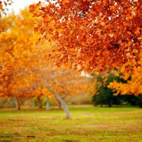 Autumn Trees