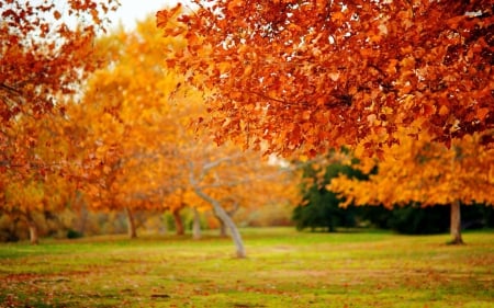 Autumn Trees - leaves, park, autumn, trees