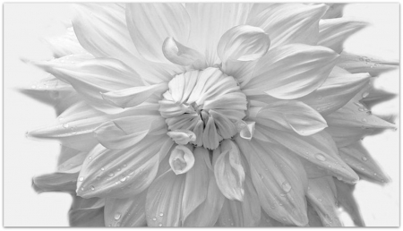 PURE - white, beauty, pure, flower