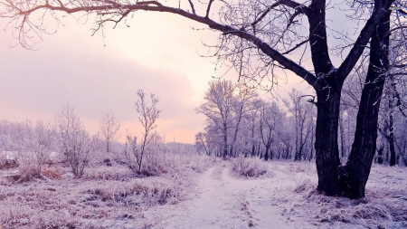 Winter Landscape - snow, landscapes, winter, nature