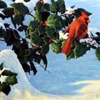 Winter Cardinal