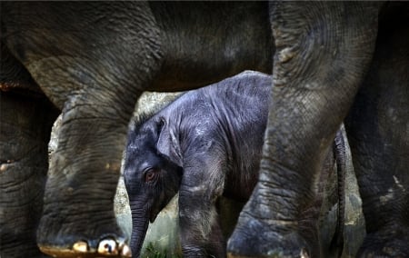 Small elephant - mother elephant, elephant, small, animals