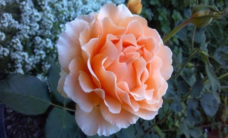 Coral Rose - rose, beautiful, flowers, coral, nature