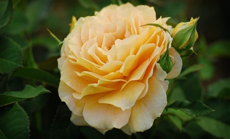 Stunning Yellow Rose - Rose, Yellow, Nature, Flowers, Beautiful