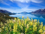 Flowers in the Mountains