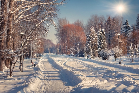 Winter In The City Park - sky, trees, sun, winter, park, bench, road, street lights, snow, lamps