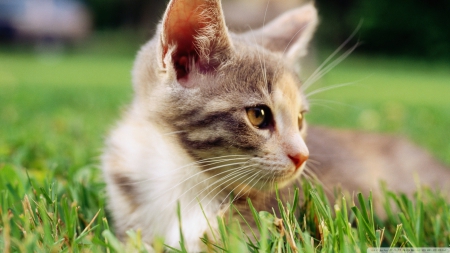 lazy kitten in grass - cat, feline, grass, kitten