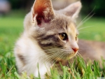 lazy kitten in grass