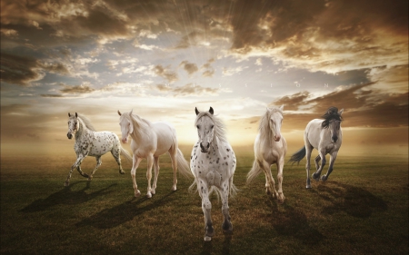 wild horses - cloud, sky, horse, wild