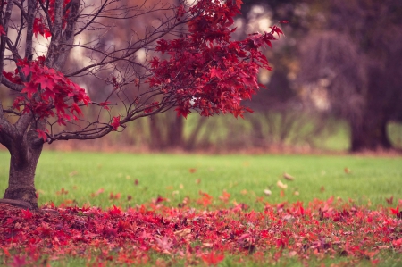 Autumn - fall, nature, autumn, autumn splendor, leaves