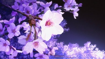 HM: Cherry Blossom - pretty, anime, scenery, blossom, scene, night, light, pink, nice, sakura, cherry blossom, beautiful, scenic, beauty, lovely, sakura blossom, sweet, flower, petals, glow, glowing, floral