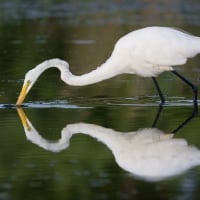 The White Siberian Crane