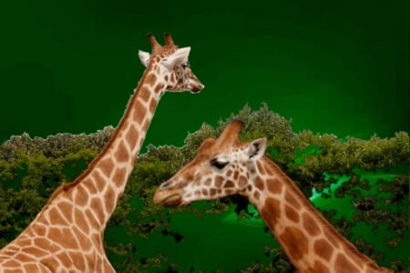 giraffes - giraffes, forest, two, color