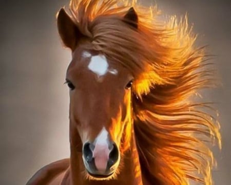 Horse - brown, horse, wild, animal