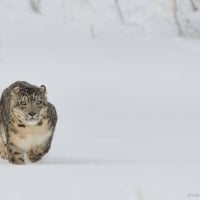 Running snow leopard