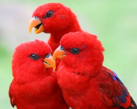 Trio - birds, parrot, red, animals