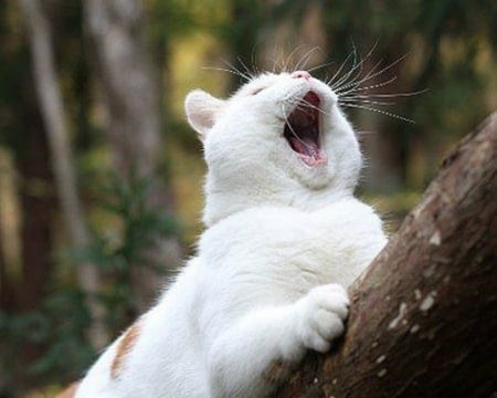 Cat Yawn