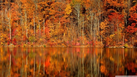 Orange reflection - water, landscape, scene, HD, forest, reflection, orange, fall, river, nature, warm colours, autumn, lake, seasons, wallpaper