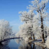 Winter Trees by the River