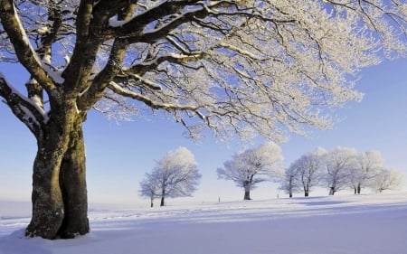 Winter in the Park - winter, nature, snow, parks