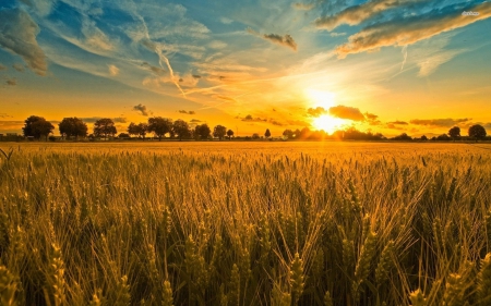 Golden Sunset - wheat, sunsets, nature, fields