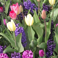 Hyacinths and Tulips