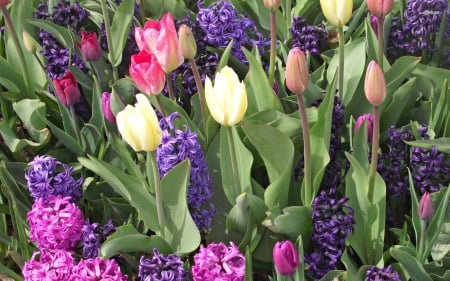 Hyacinths and Tulips - hyacinths, nature, tulips, flowers