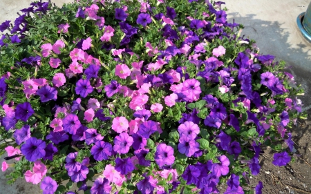 Purple Petunias - nature, petunias, purple, flowers