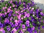 Purple Petunias