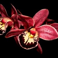 Red Orchids