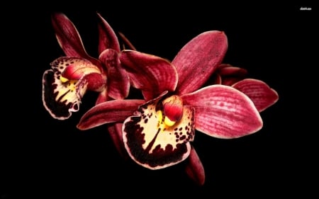 Red Orchids - nature, orchids, flowers, red