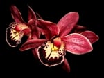 Red Orchids