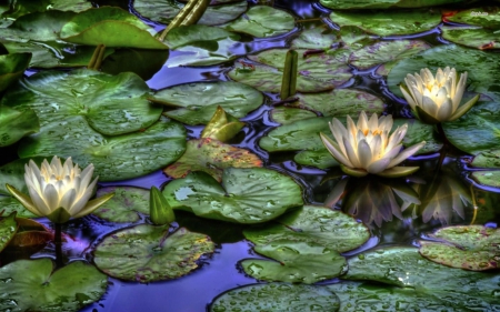 Water Lilies - water lilies, flowers, water, nature