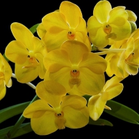 Lovely Yellow Orchids