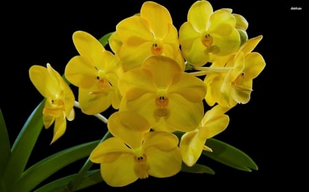 Lovely Yellow Orchids - flowers, orchids, yellow, nature