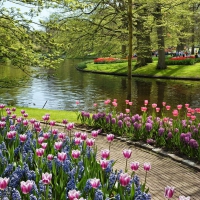 Tulips in the Park