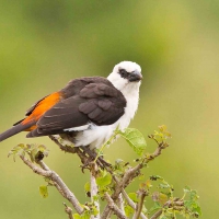 Buffalo Weaver bird