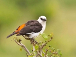 Buffalo Weaver bird