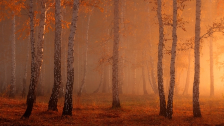 Autumn Sunrise - autumn, fall, trees, forest, light, leaves, sunrise