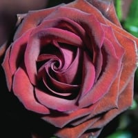 Burgundy Rose