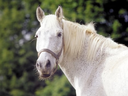 HORSE - horses, white, nature, animals