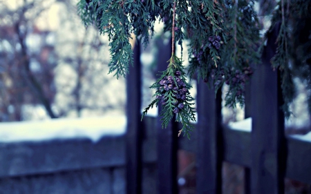 Arborvitae - wood, fence, purple, berry, blue, green, arborvitae, fruit