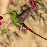 Humming-bird