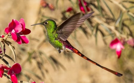 Humming-bird - bird, humming-bird, green, feather, tail, flower, pink