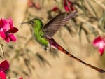 Humming-bird