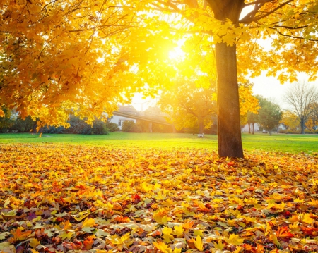 Autumn Sunlight - fall leaves, sunlight, tree, nature, park, autumn